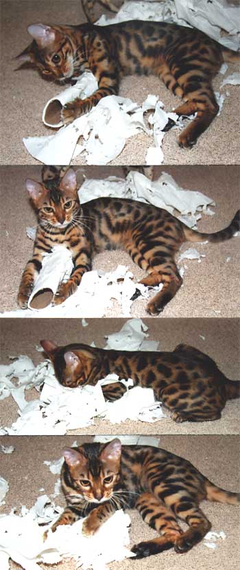 Bengal Kittens