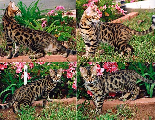 Bengal Kittens