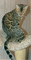 Bengal Cat