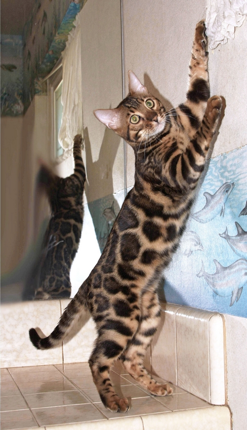 Bengal Cat