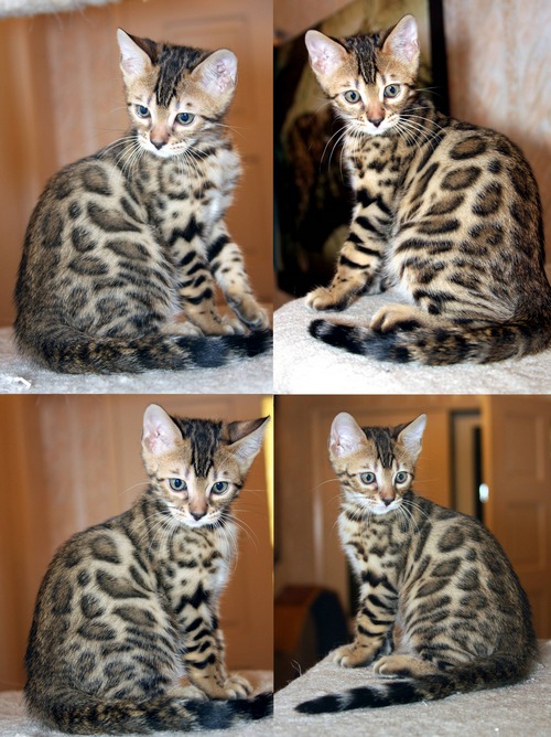 Bengal Kittens For Sale