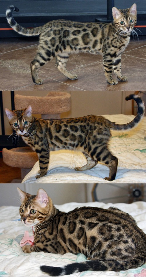 Bengal Kittens For Sale