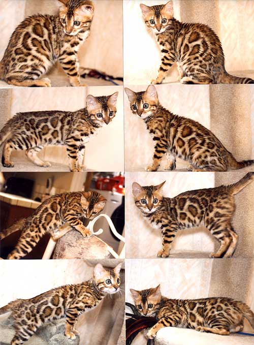 Bengal Cat Bengal Cat