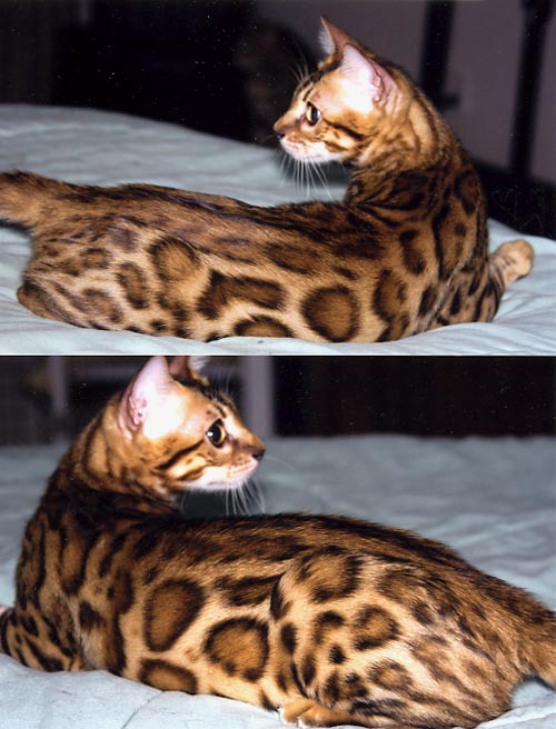 Bengal Cat Bengal Cat