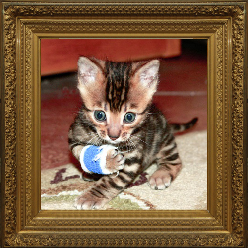 Bengal Cat