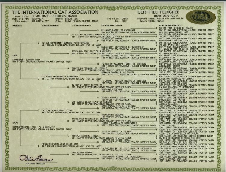 Bengal Cat Pedigree