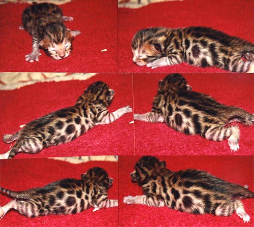 Bengal Kittens