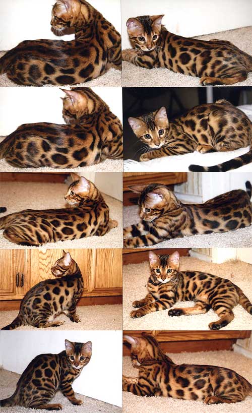 Bengal Kittens