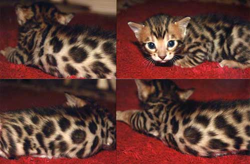 Bengal Kittens