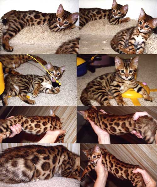 Bengal Kittens