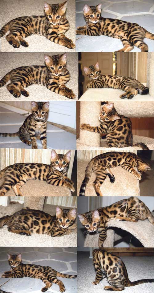 Bengal Kittens