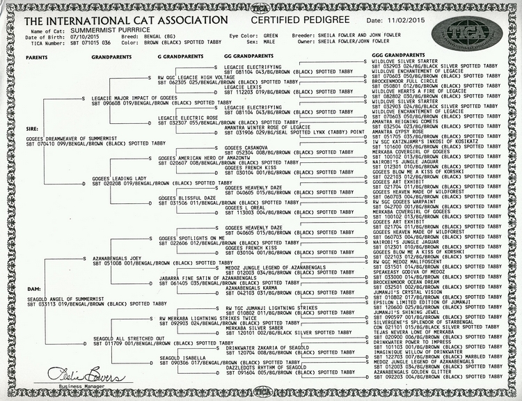 Bengal Cat Purrrice's Pedigree