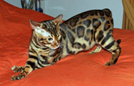 Bengal Cat