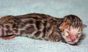 Bengal Cat Bengal Cat