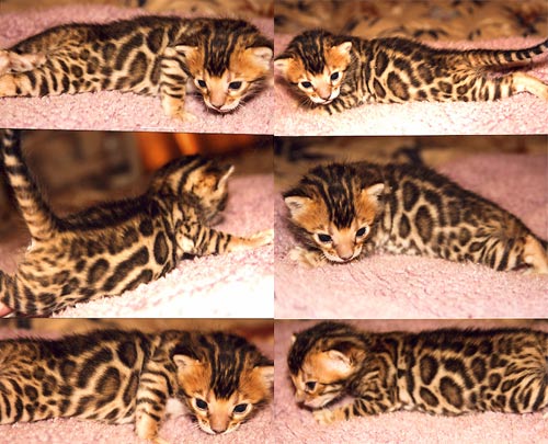 Bengal Cat Bengal Cat