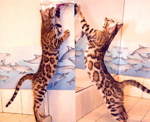 Bengal Cat Bengal Cat