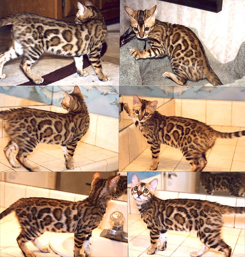 Bengal Cat Bengal Cat
