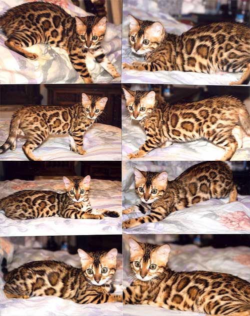 Bengal Cat Bengal Cat