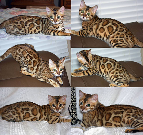 Bengal Cat Bengal Cat