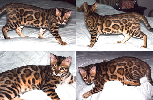 Bengal Cat Bengal Cat