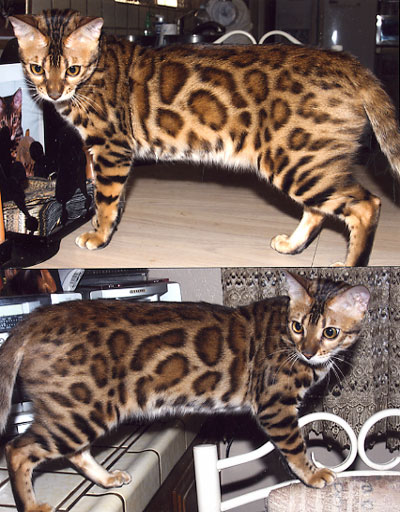 Bengal Cat Bengal Cat