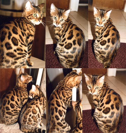 Bengal Kittens
