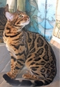 Bengal Cat