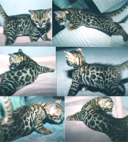 Tri Color Rosetted Bengal Cat