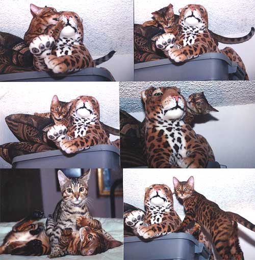 Bengal Cat - San Diego County Bengal Cat Breeder