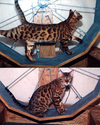 Bengal Cat