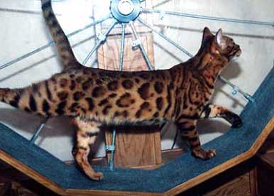 California Bengal Cat
