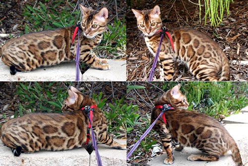 Bengal Cat