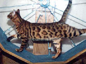 Bengal Kittens