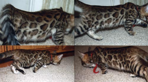 Bengal Cats For Sale Bengal Champion