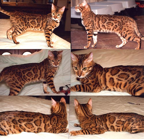 Bengal Kittens