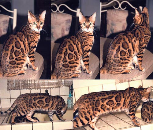 Bengal Kittens