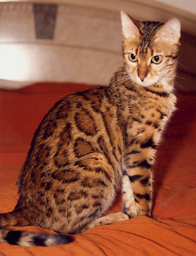 Bengal Kittens