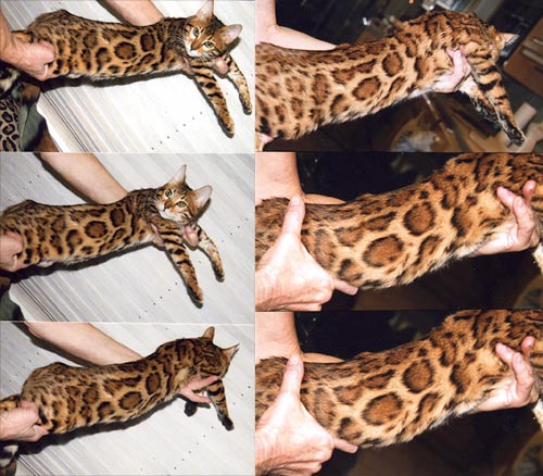 Bengal Kittens