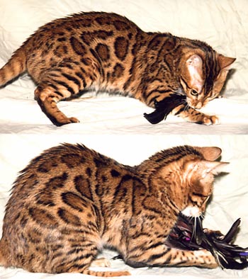 Bengal Kittens