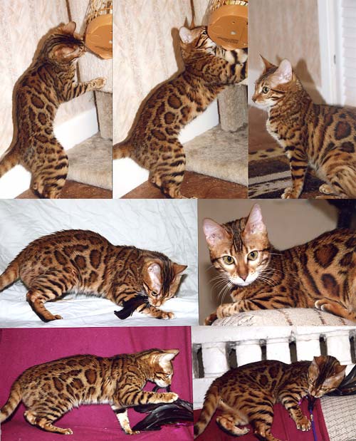 Bengal Kittens