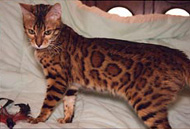 Bengal Kittens