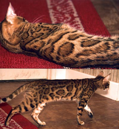 Bengal Kittens