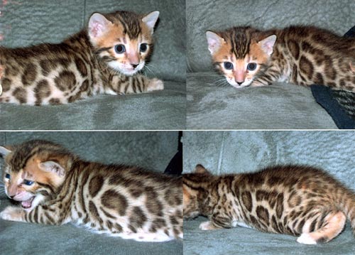 Bengal Kittens