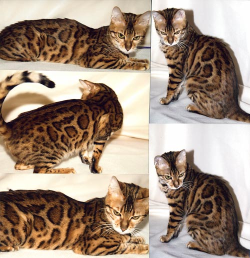 Bengal Kittens