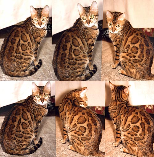 Bengal Kittens