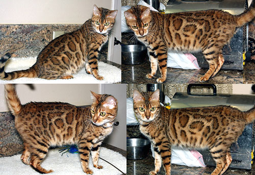 Bengal Kittens