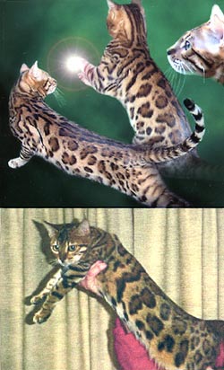 Bengal Kittens