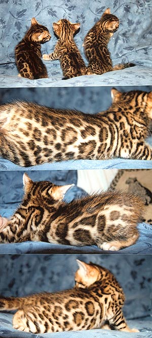 Bengal Kittens