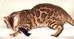 Bengal Kittens
