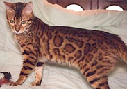 Bengal Kittens